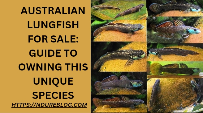 australian lungfish for sale