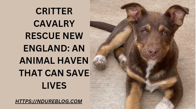 critter cavalry rescue new england