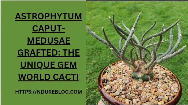 astrophytum caput-medusae grafted